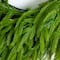 20in. Pre-Lit Artificial Real Touch Norfolk Island Pine Wreath with 35 Warm White LED Lights and Natural Look